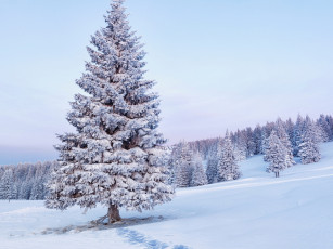 Картинка природа зима снег ёлки деревья