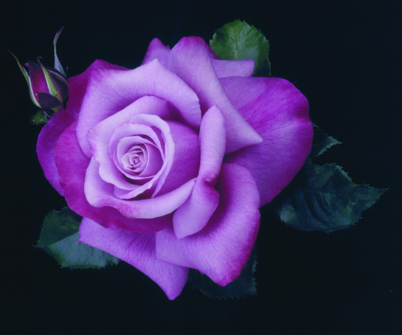 Обои картинки фото роза, barbra, streisand, цветы, розы