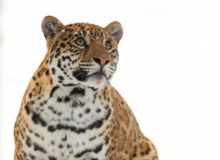 Картинка животные Ягуары ягуар морда взгляд вверх