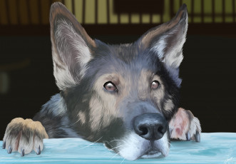 Картинка рисованные животные +собаки уши взгляд морда