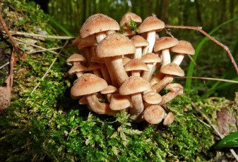 Картинка природа грибы опята мох