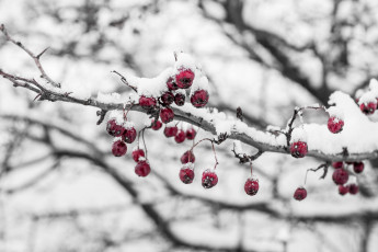 Картинка природа Ягоды холод лед снег ягоды ветка