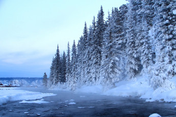 Картинка природа зима река ели