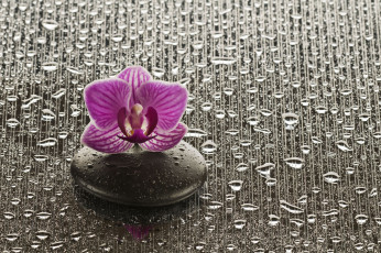 Картинка цветы орхидеи капли камень