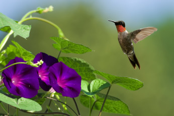 Картинка животные колибри полет ипомея