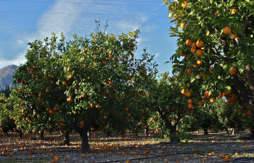 Картинка природа деревья апельсины сад плоды
