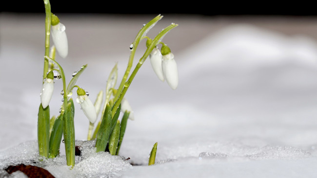 Обои картинки фото цветы, подснежники,  белоцветник, снег, капли