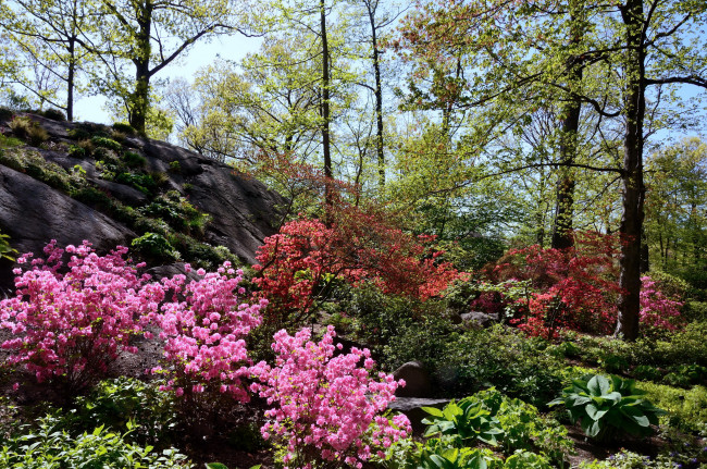 Обои картинки фото belmont,  new york,    ботанический сад, природа, парк, родендромы, азалия, кусты, сад, new, york