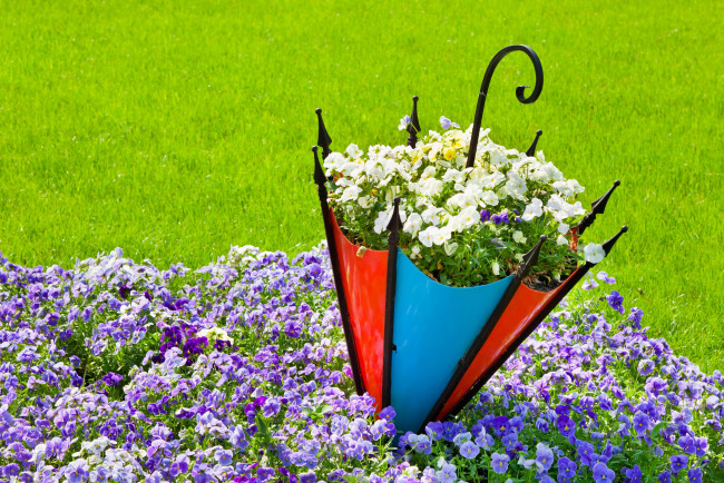 Обои картинки фото цветы, анютины глазки , садовые фиалки, зонтик, газон, клумба