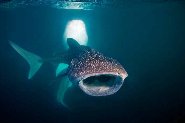 Обои картинки фото животные, акулы, океан, глубина, акула, китовая