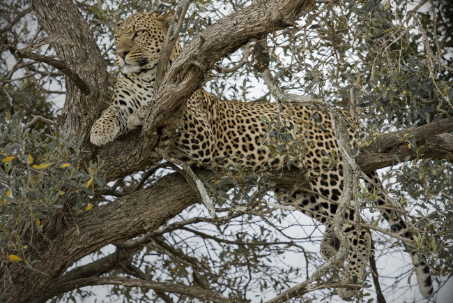Обои картинки фото животные, леопарды, дерево, леопард, отдых
