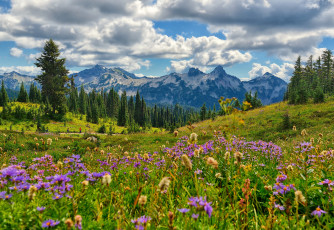 Картинка природа луга горы долина лес луг цветы