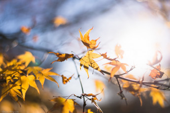 Картинка природа листья ветка осень макро жёлтый цвет свет солнце размытие