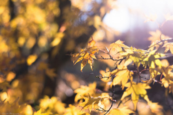 Картинка природа листья жёлтый осень свет блики