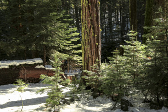 Картинка природа лес снег елочки
