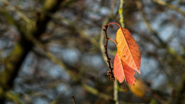 Картинка природа листья осень макро ветка