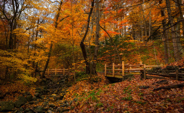 Картинка природа лес осень овраг мостик