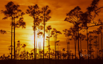 Картинка природа восходы закаты деревья закат флорида everglades national park облака небо сша