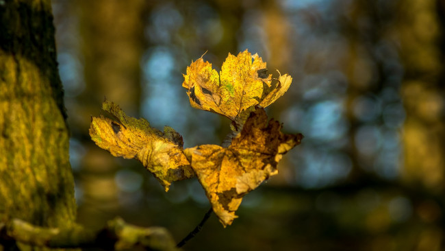 Обои картинки фото природа, листья, осень, жёлтый, макро, ветка