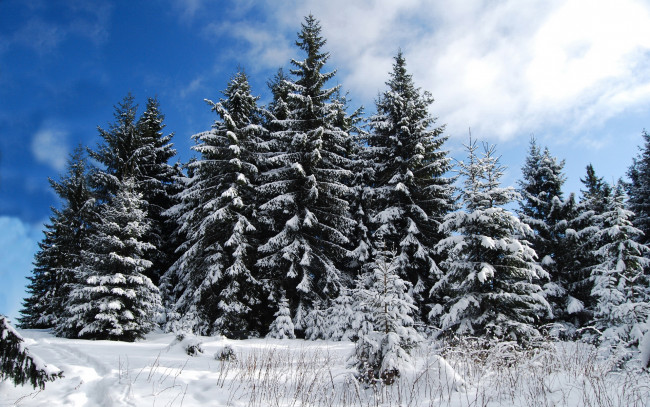 Обои картинки фото природа, зима, ели