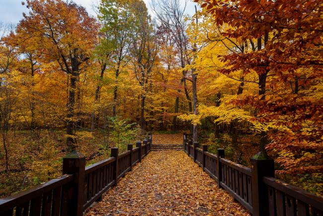 Обои картинки фото природа, парк, осень, перила, дорожка, листва