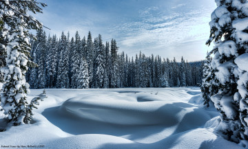 Картинка природа зима холод лес деревья снег