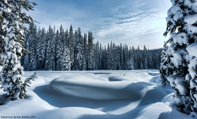 Обои картинки фото природа, зима, холод, лес, деревья, снег