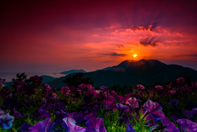 Обои картинки фото природа, восходы, закаты, закат, цветы, лучи, горы