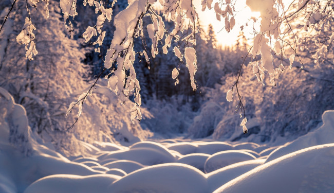 Обои картинки фото природа, зима, снег, сугробы, ветки