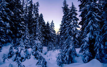 Картинка природа зима снег елки сугробы