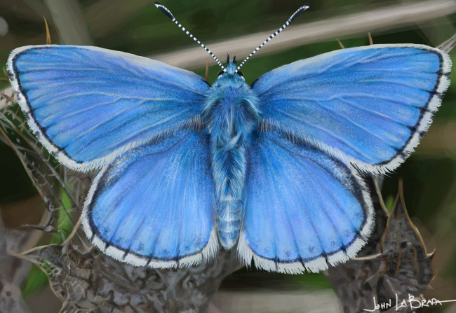Обои картинки фото john labrada, рисованное, животные,  бабочки, blue, butterfly