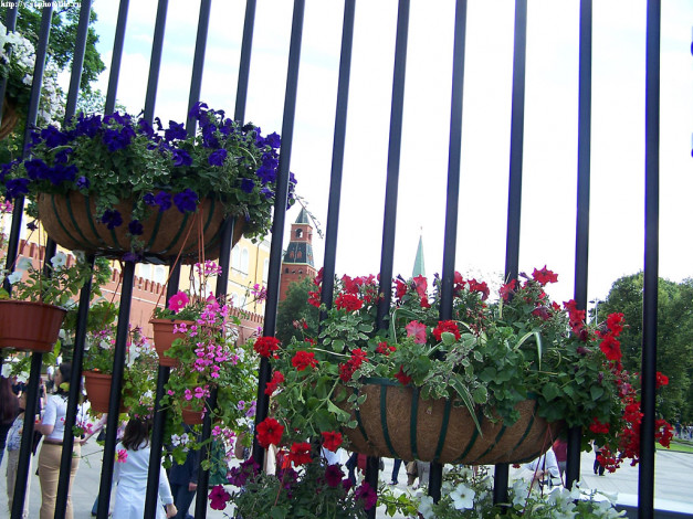 Обои картинки фото кремль, декоративная, ограда, александровского, сада, цветы, петунии, калибрахоа