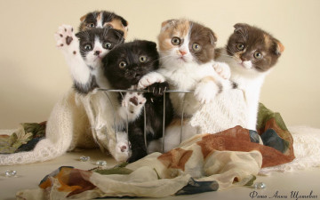 Картинка авт анна щитович животные коты