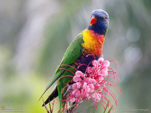 Картинка животные попугаи попугай цветок