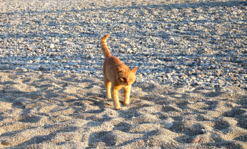 Картинка животные коты кот кошка котенок рыжий пляж песок камни галька