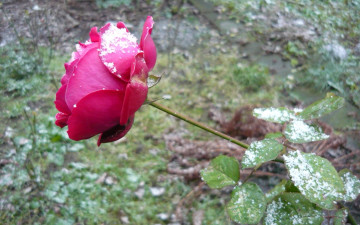 Картинка цветы розы цветок зелень снег