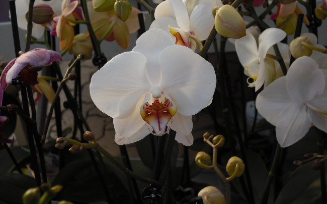 Обои картинки фото цветы, орхидеи, экзотика, белый