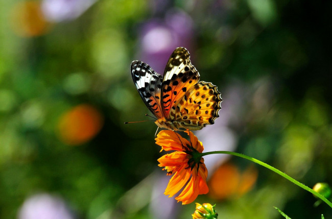 Обои картинки фото животные, бабочки, цветок, крылья, яркий, бабочка