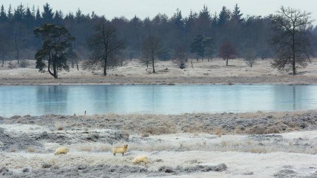 Обои картинки фото природа, реки, озера, река, овцы, снег