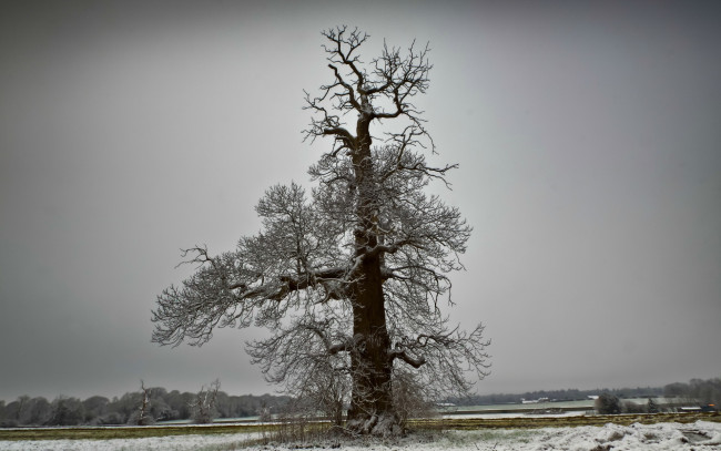 Обои картинки фото природа, деревья, зима, поле, дерево