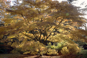 Картинка природа деревья осень окрас дерево