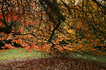 Картинка природа листья дерево осень