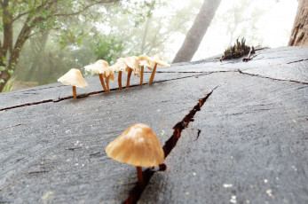Картинка природа грибы доска