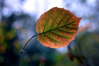 Картинка природа листья ветка осень лист