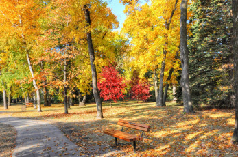 Картинка природа парк дорожка осень листья деревья