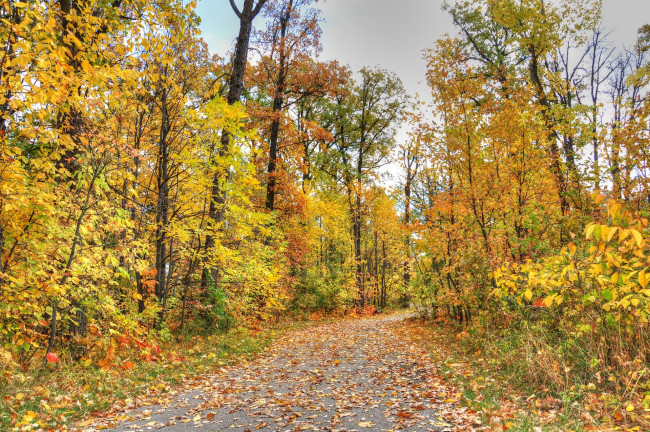 Обои картинки фото природа, дороги, осень, дорога, листья, деревья