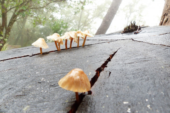 Обои картинки фото природа, грибы, доска
