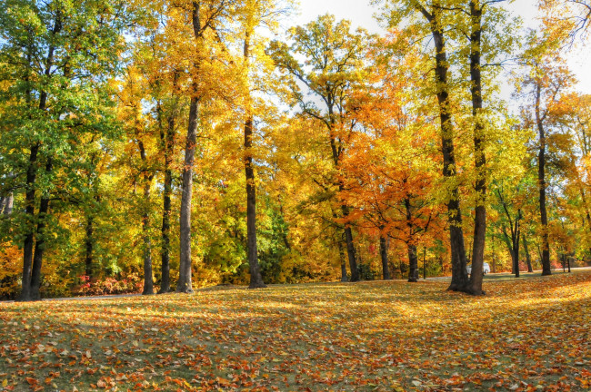 Обои картинки фото природа, лес, парк, осень, деревья, листья