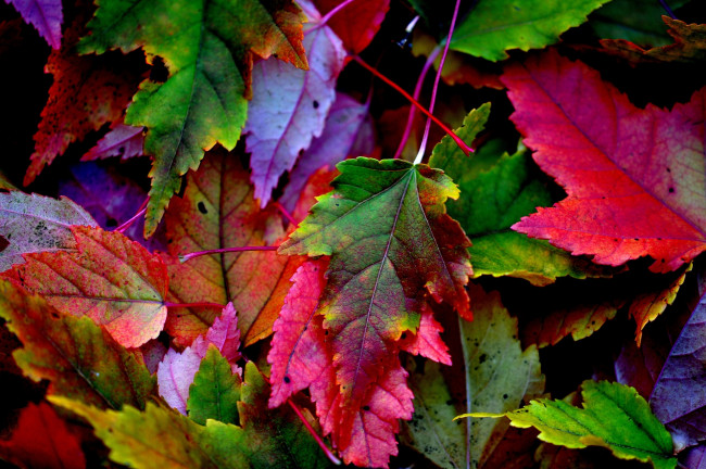 Обои картинки фото природа, листья, осень, окрас