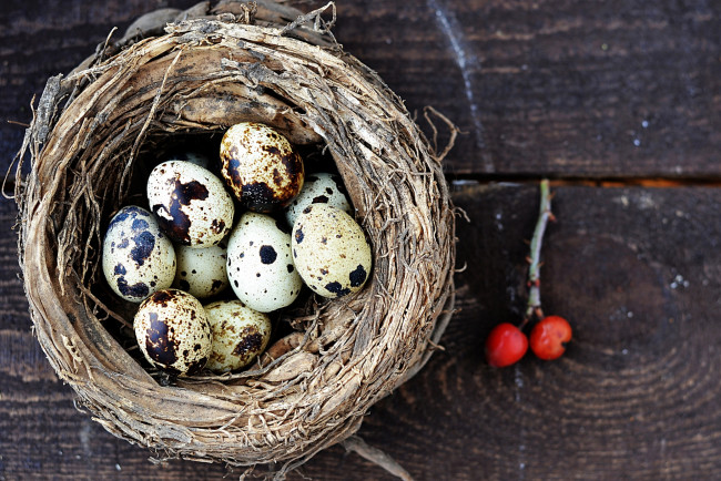 Обои картинки фото еда, Яйца, яйца, гнездо